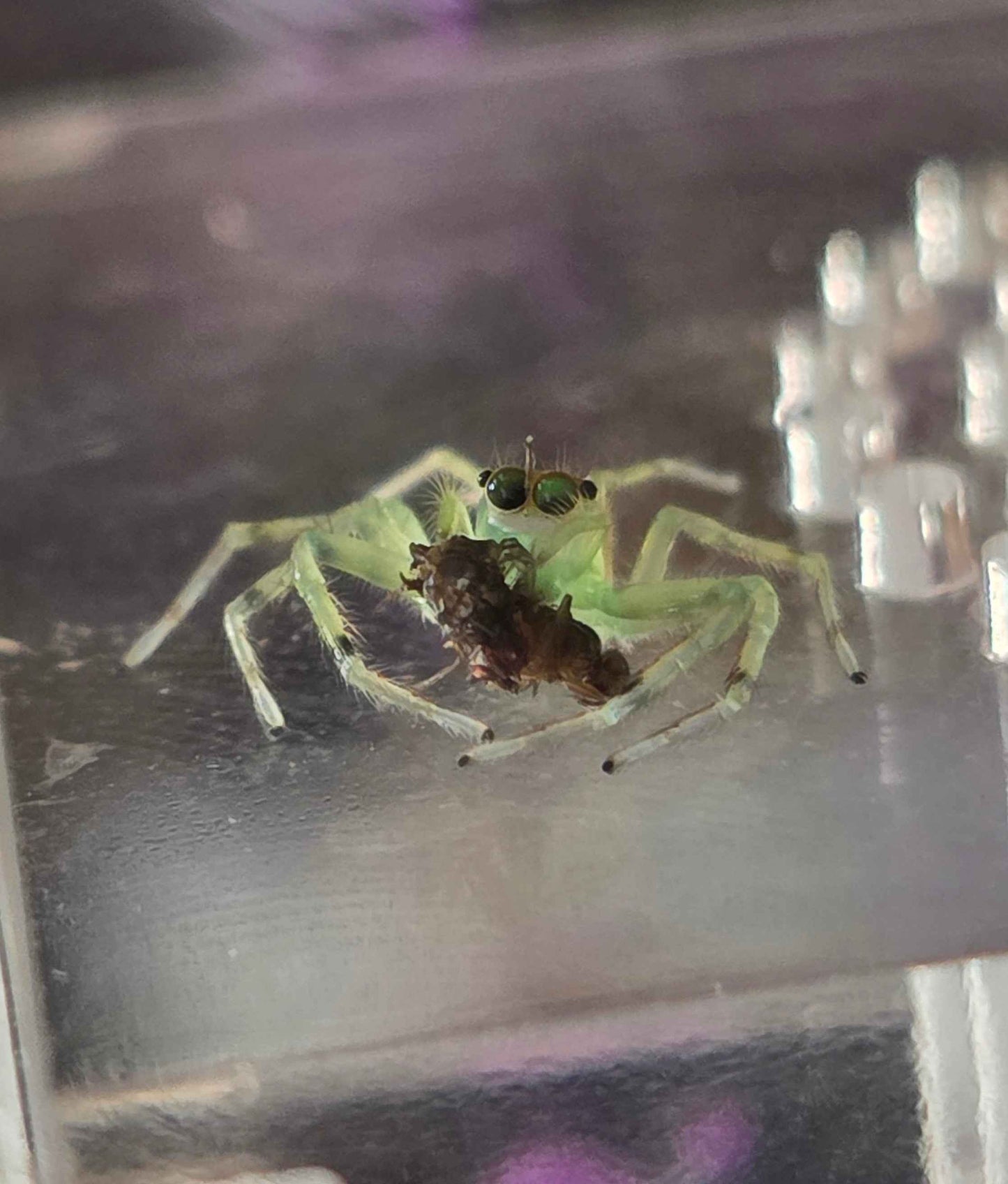 Epeus flavobilineatus Asian Jumping Spider