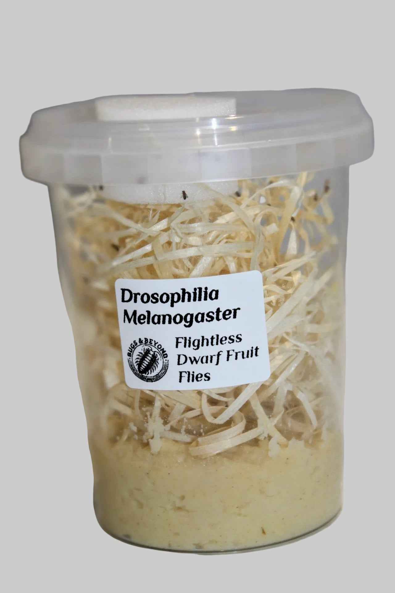 D. Melanogaster Dwarf Fruit Flies