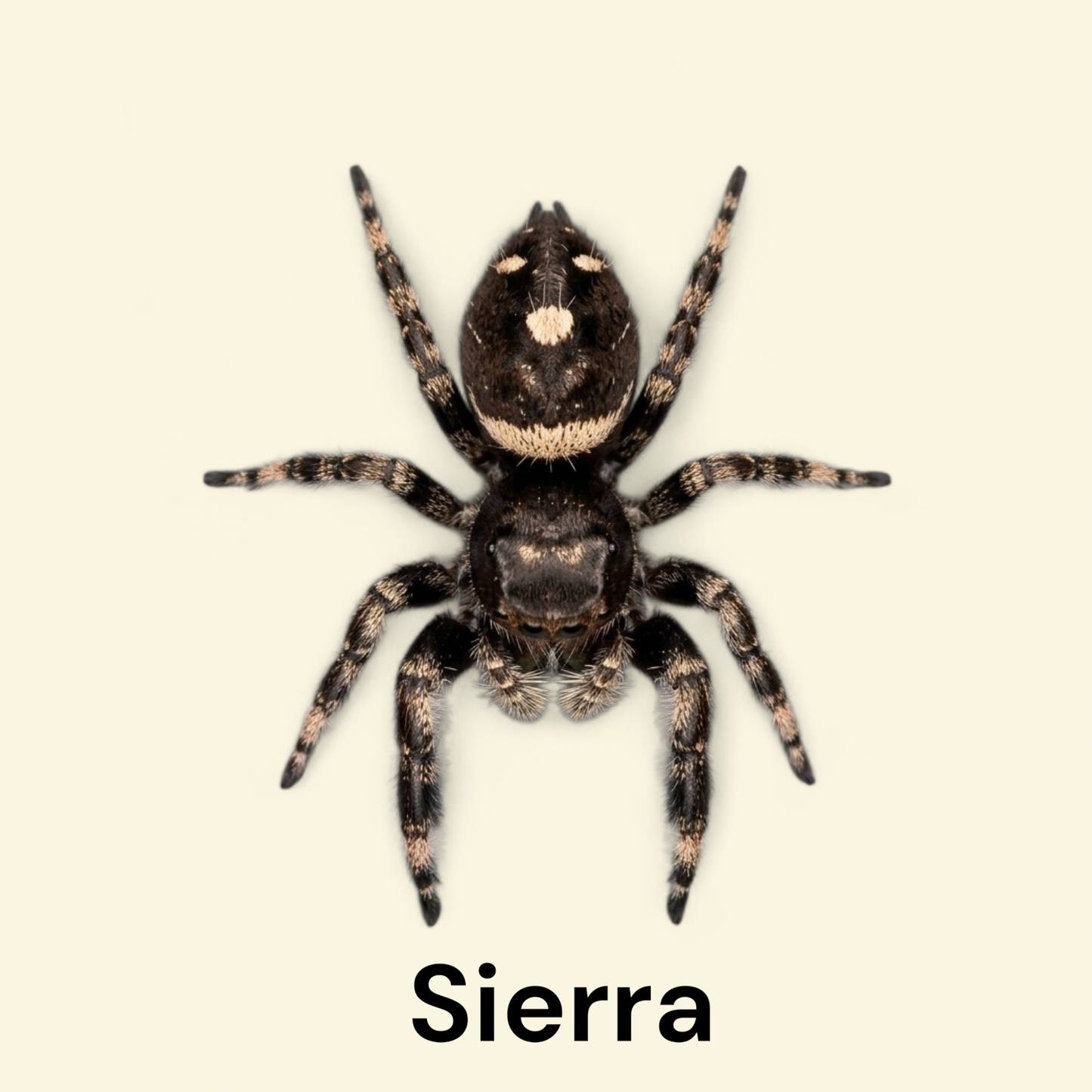 Phiddipus Regius "Sierra de Bahoruco" - Jumping Spider
