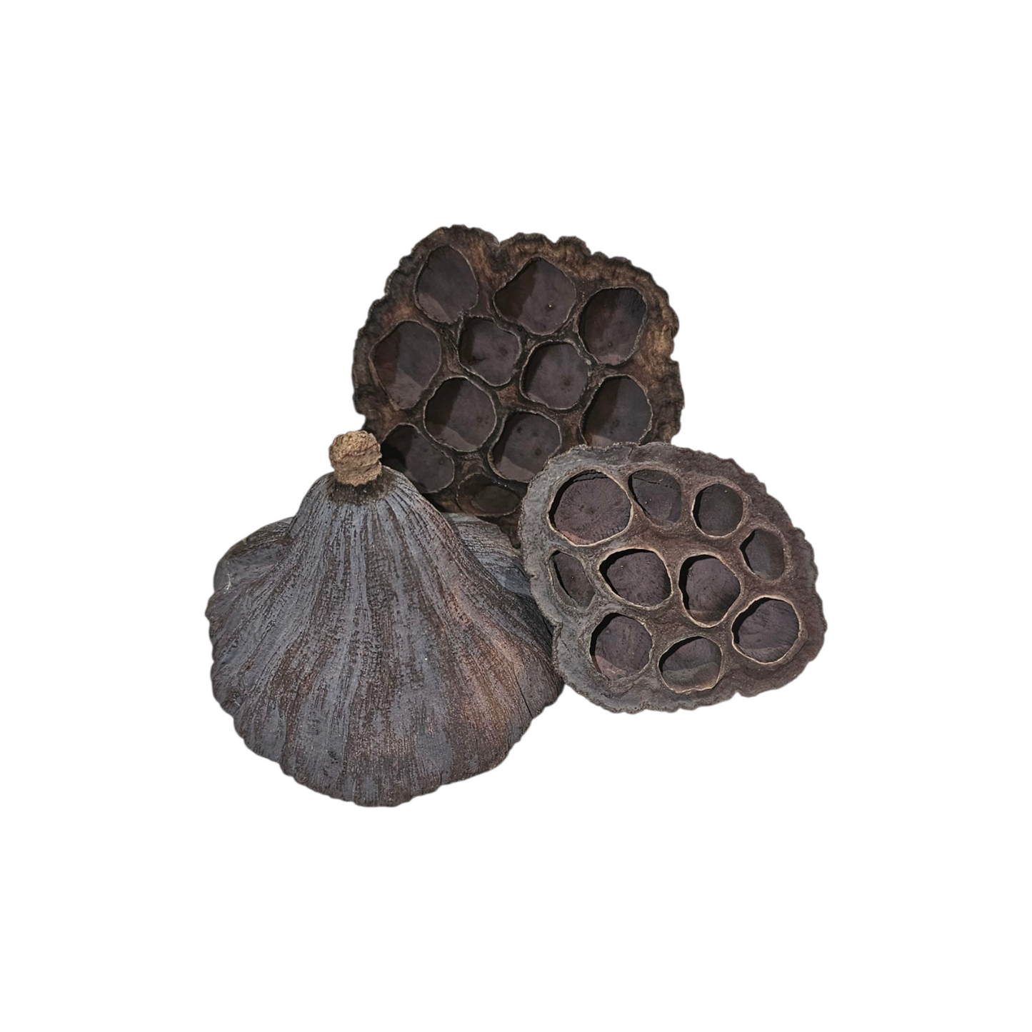 Lotus Pod - Bugs & Beyond