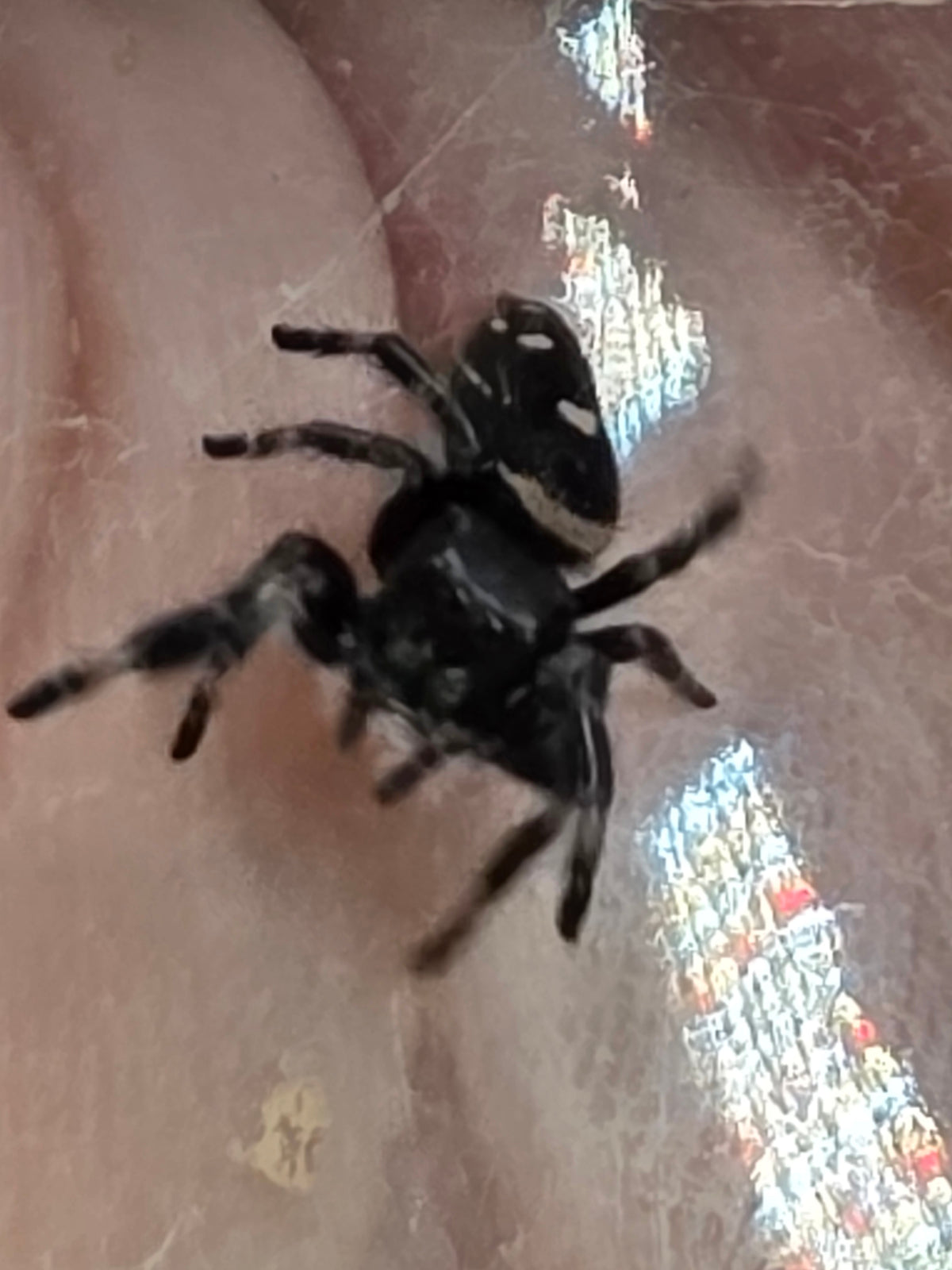 Phidippus Regius “Sierra de Bahoruco” – Captive Bred Jumping Spider for Sale UK