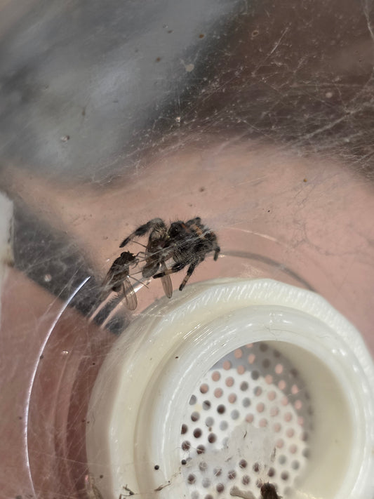 Phidippus Regius "Sierra de Bahoruco" - Jumping Spider
