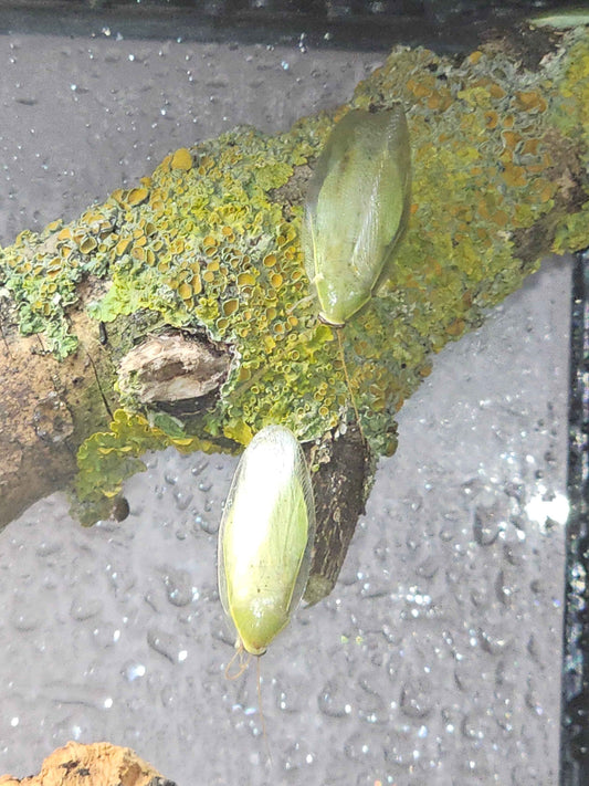 Green Banana Cockroach (Panchlora nivea)