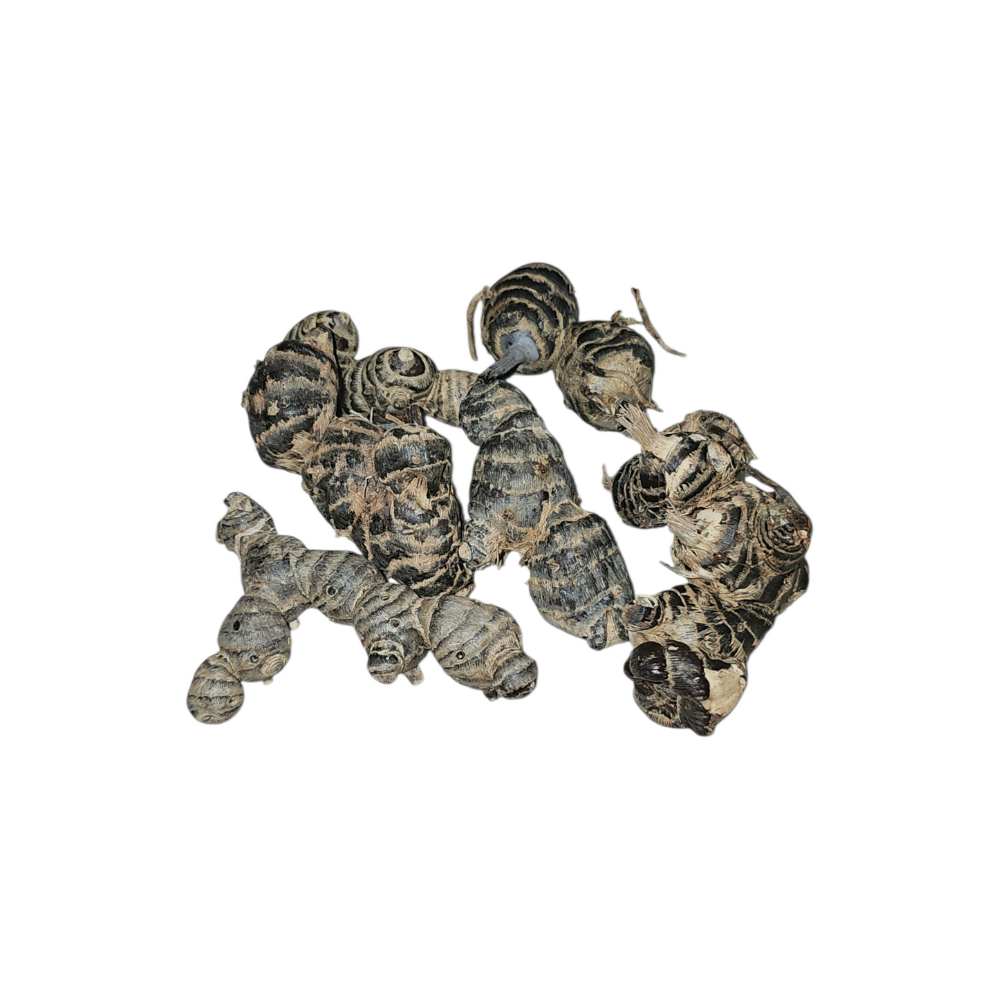 Macarende Trunk 50g - Bugs & Beyond