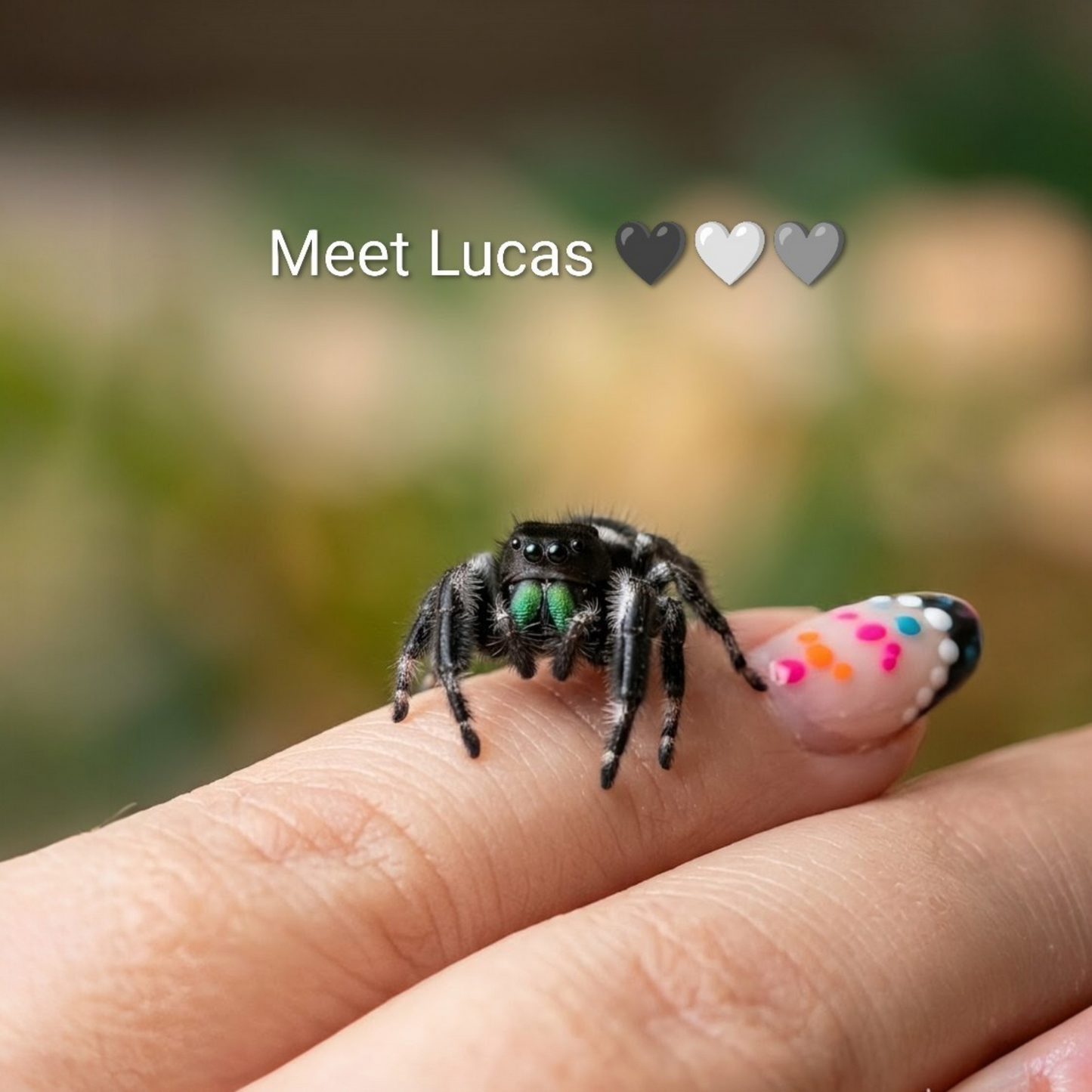 Phiddipus Regius "Isla Juventud" - Jumping Spider