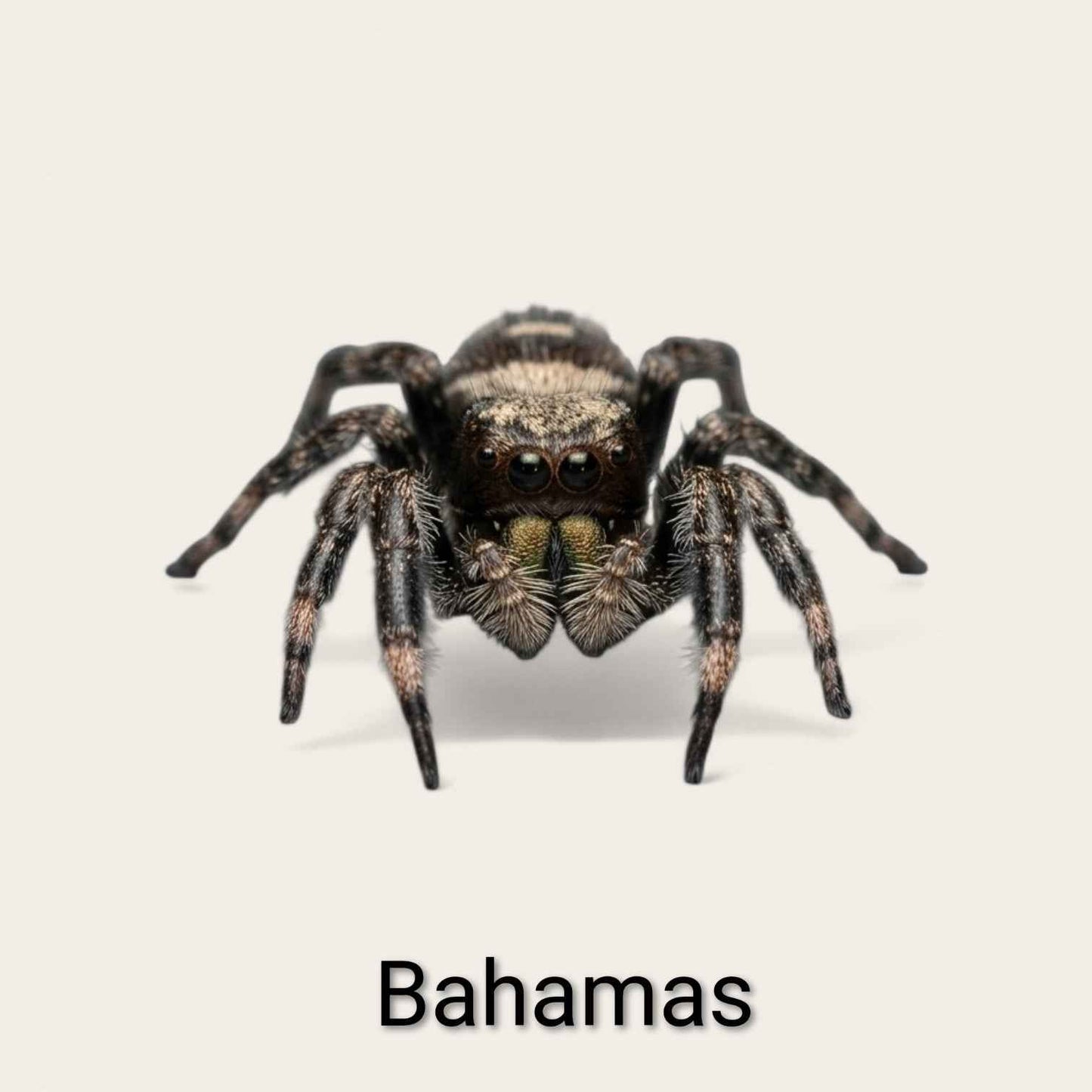 Phiddipus Regius "Bahamas" - Jumping Spider