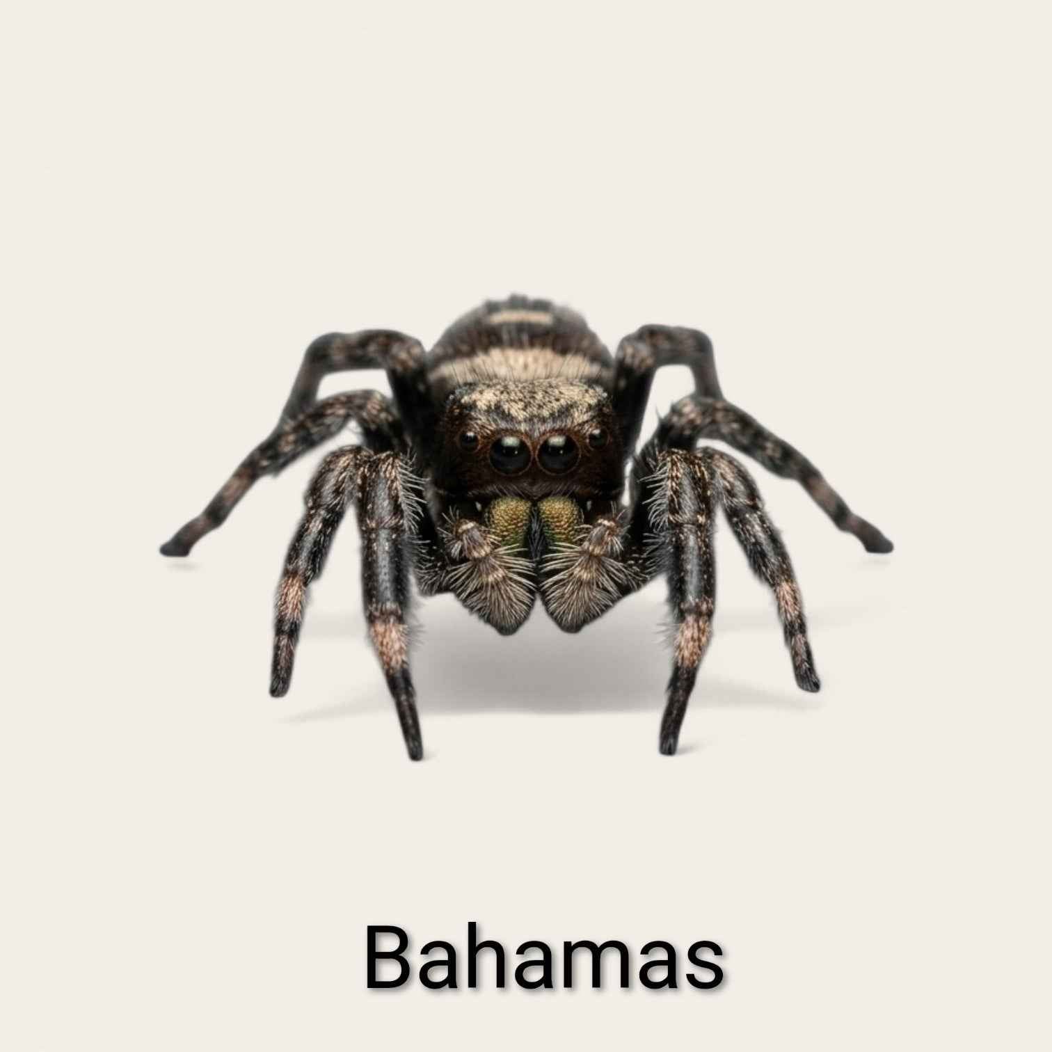 Phiddipus Regius "Bahamas" - Jumping Spider