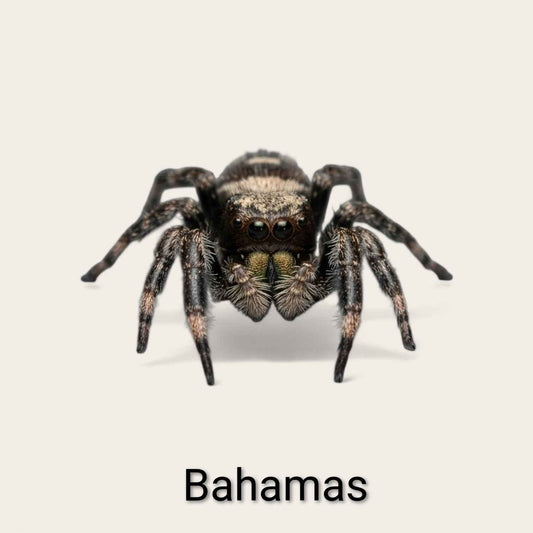 Phiddipus Regius "Bahamas" - Jumping Spider