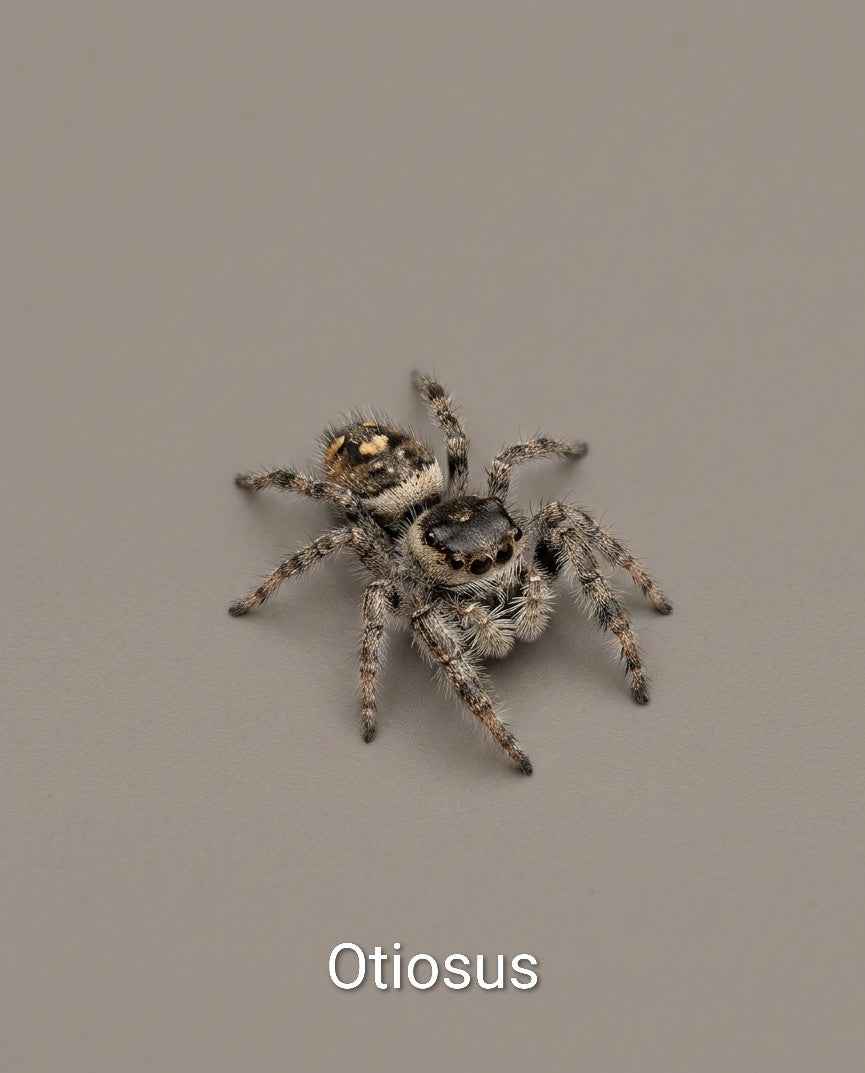 Phiddipus Otiosus - Jumping Spider