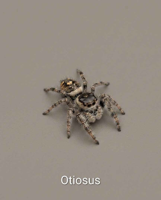 Phiddipus Otiosus - Jumping Spider