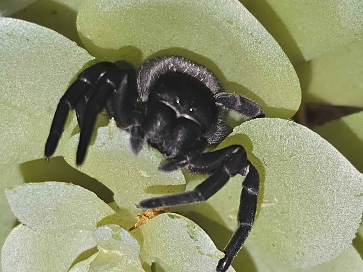 Gandanameno sp. - Velvet Spider