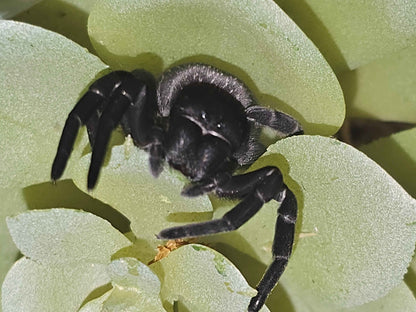 Gandanameno sp. - Velvet Spider