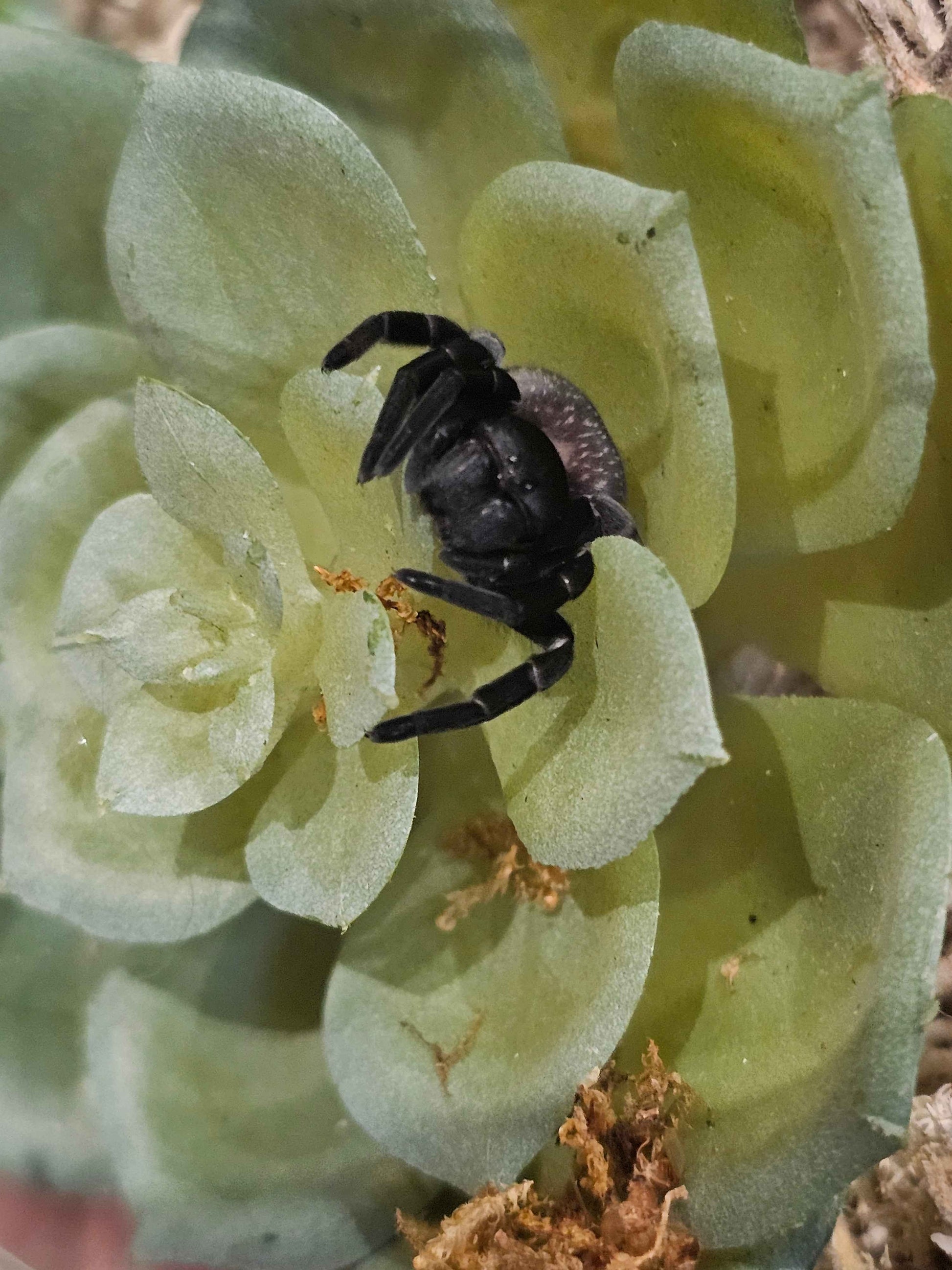 Gandanameno sp. - Velvet Spider