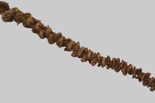 Banana Stem