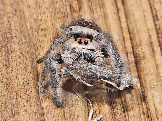 Phiddipus Regius "Florida" - Jumping Spider