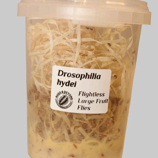 D. hydei Large Fruit Flies