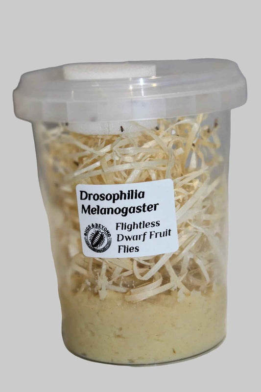 D. Melanogaster Dwarf Fruit Flies