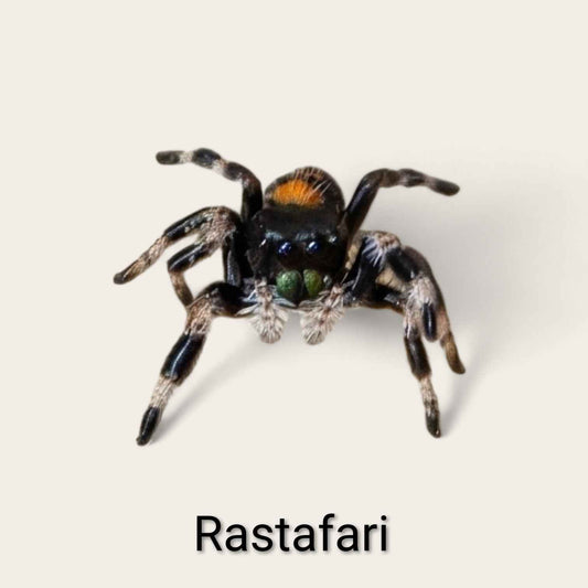 Phiddipus Regius "Rastafari" - Jumping Spider