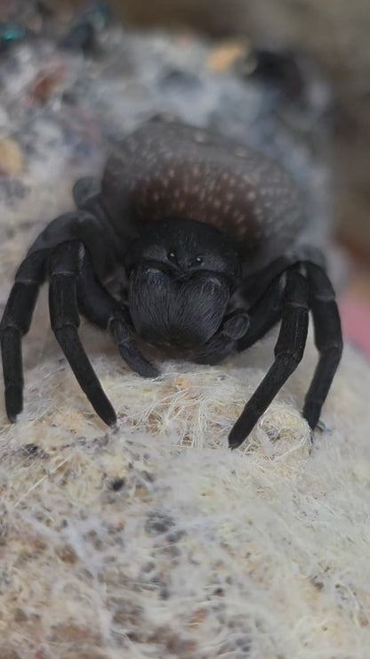 Eresus Walckenaeri "Orange Ring" - Velvet Spider