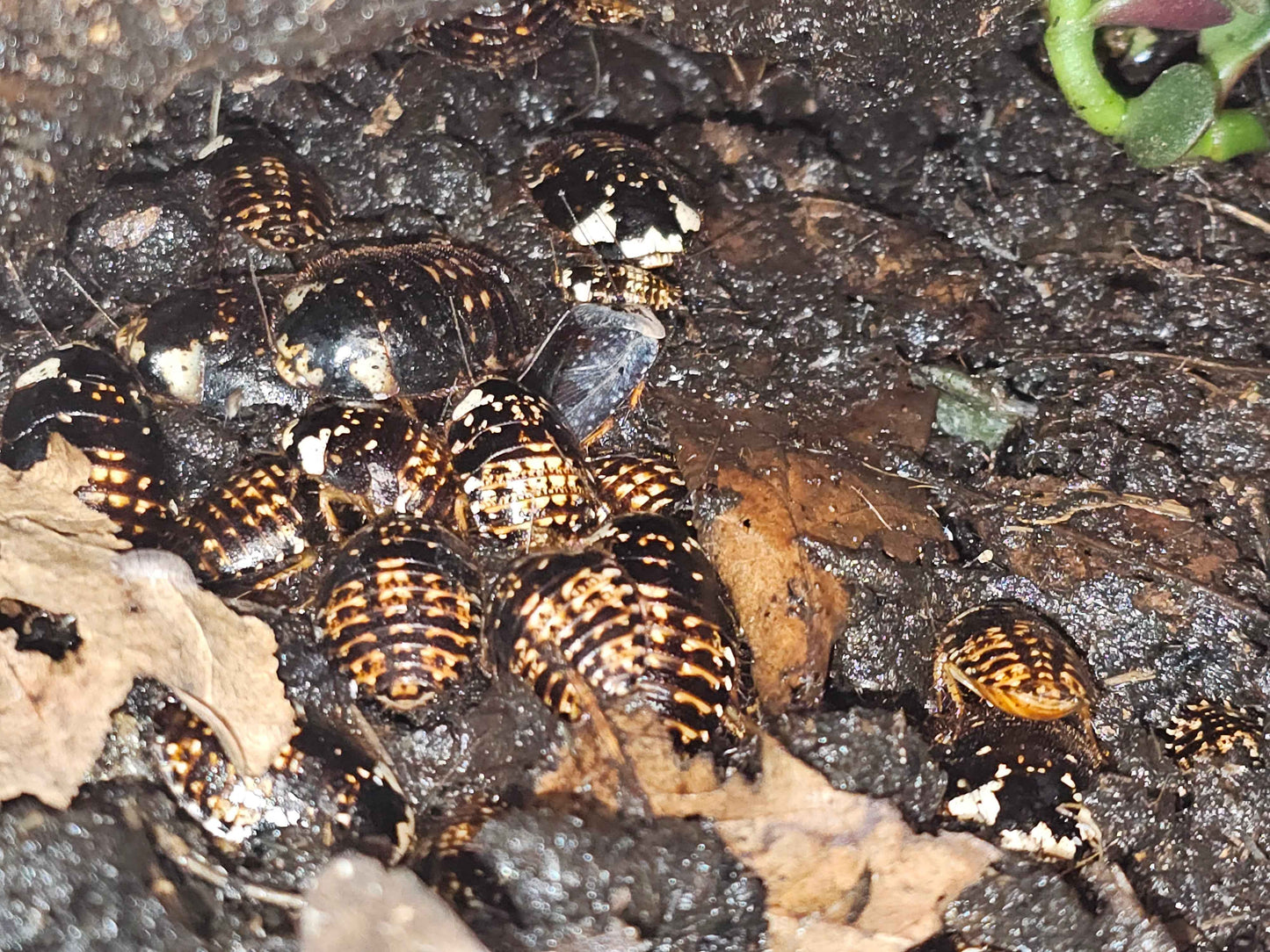 Ghost Porcelain Cockroach, (Gyna Caffrorum)