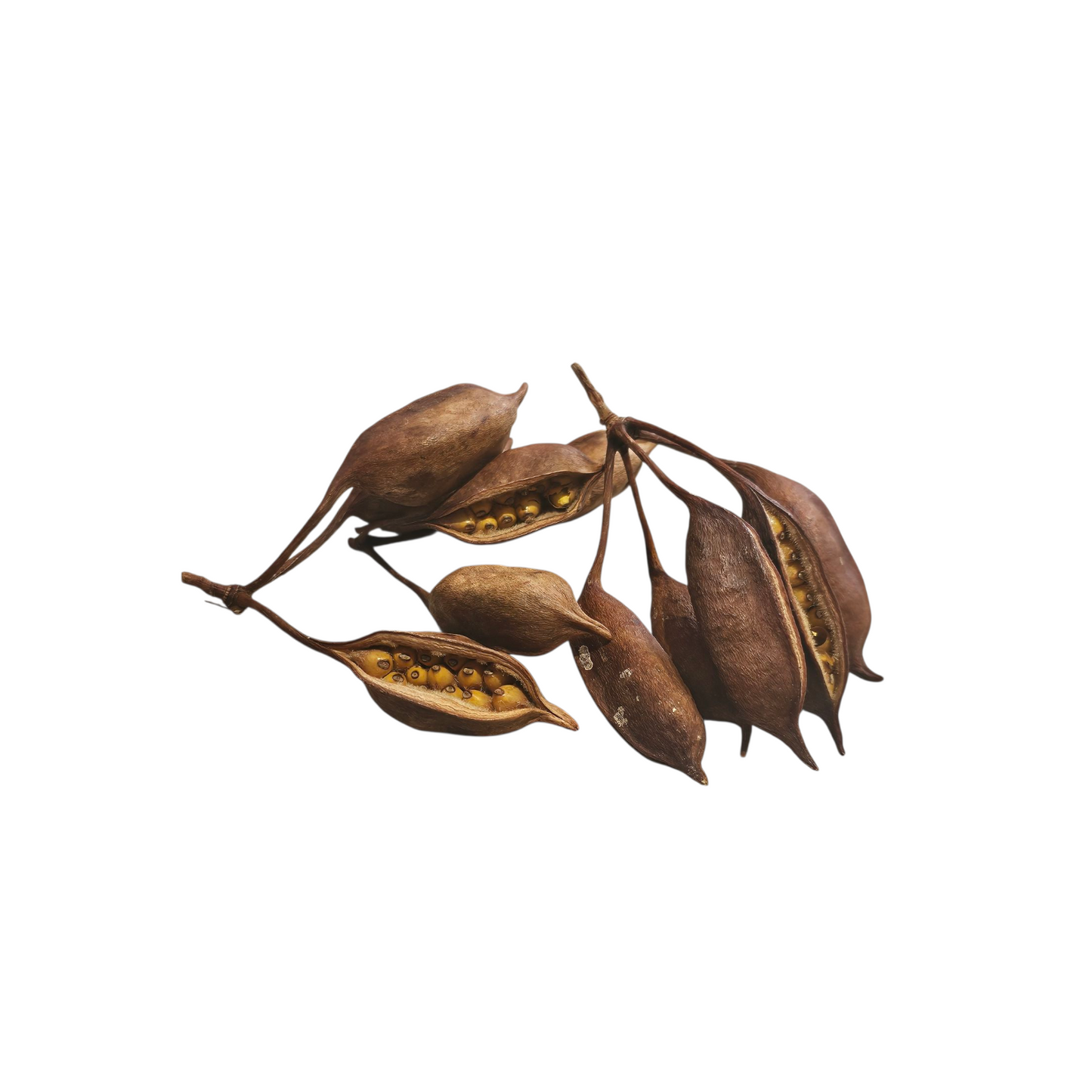 Brachychiton Pods