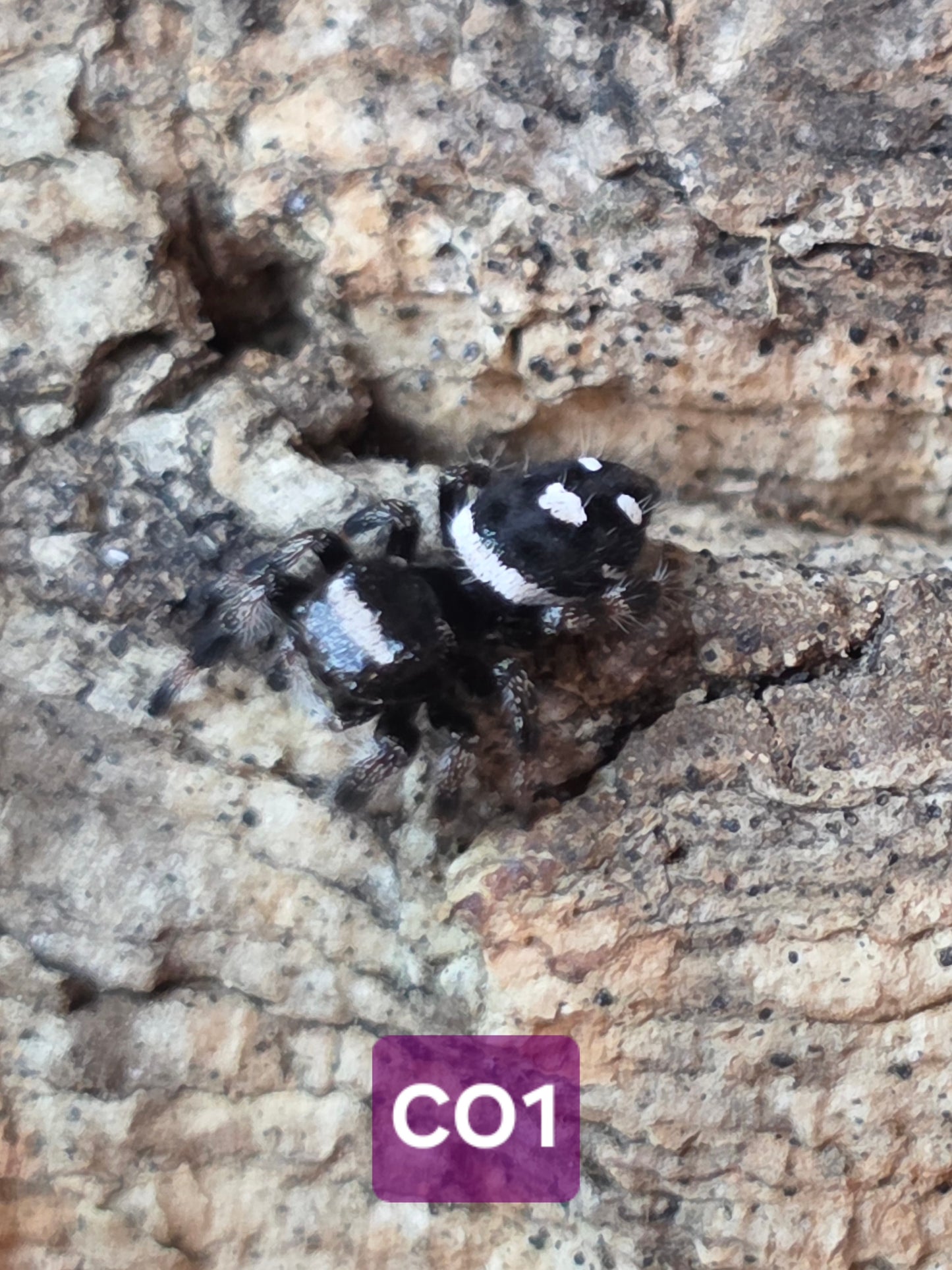 Jumping Spider Baby Drop