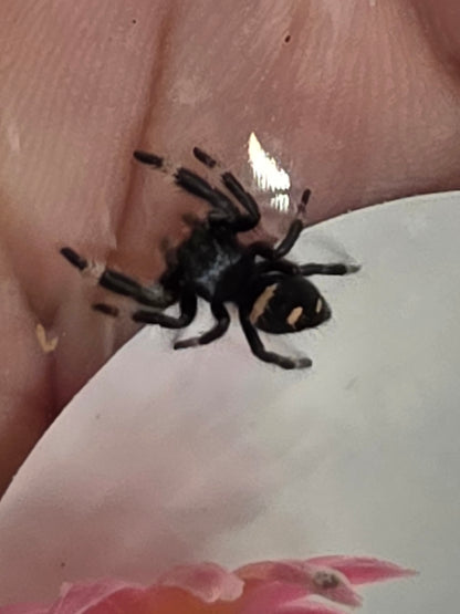 Phidippus regius “Ocala” Jumping Spider | i5/i6