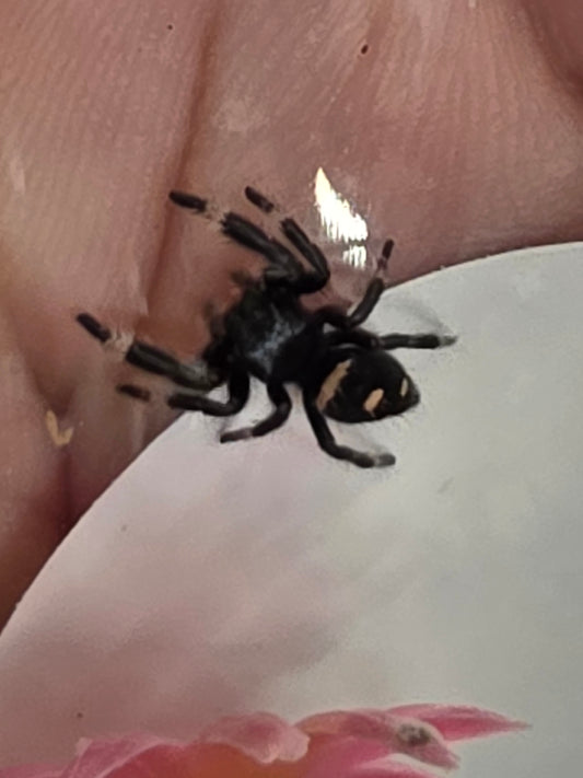 Phidippus regius “Ocala” Jumping Spider | i5/i6