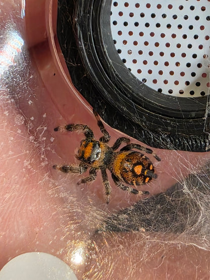 Phidippus Regius “Sierra de Bahoruco” – Captive Bred Jumping Spider for Sale UK