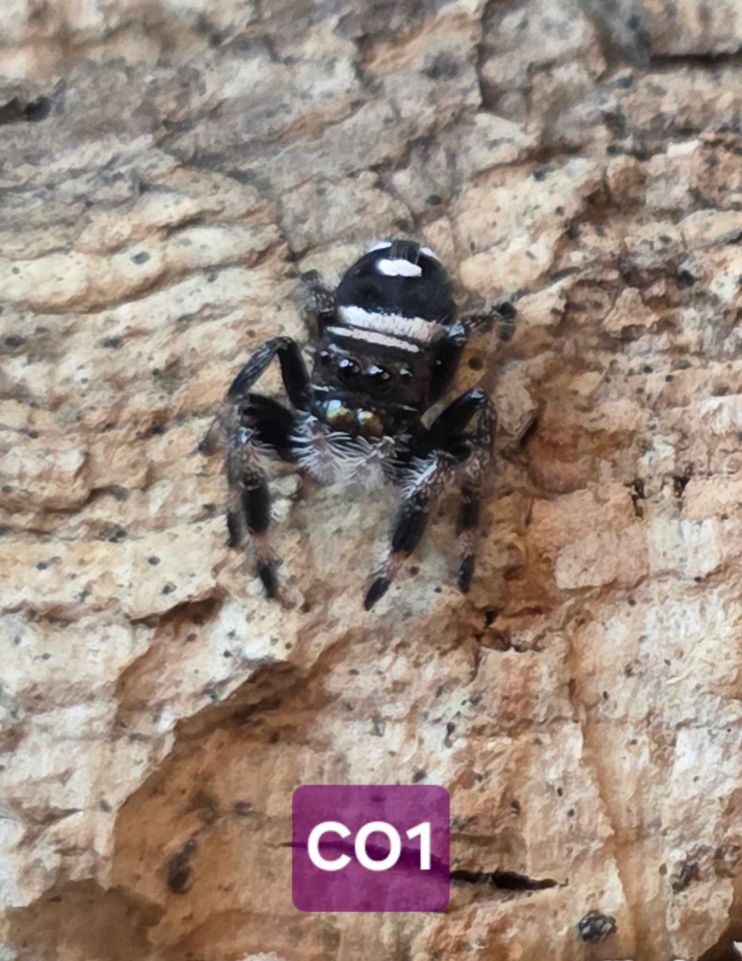 Jumping Spider Baby Drop