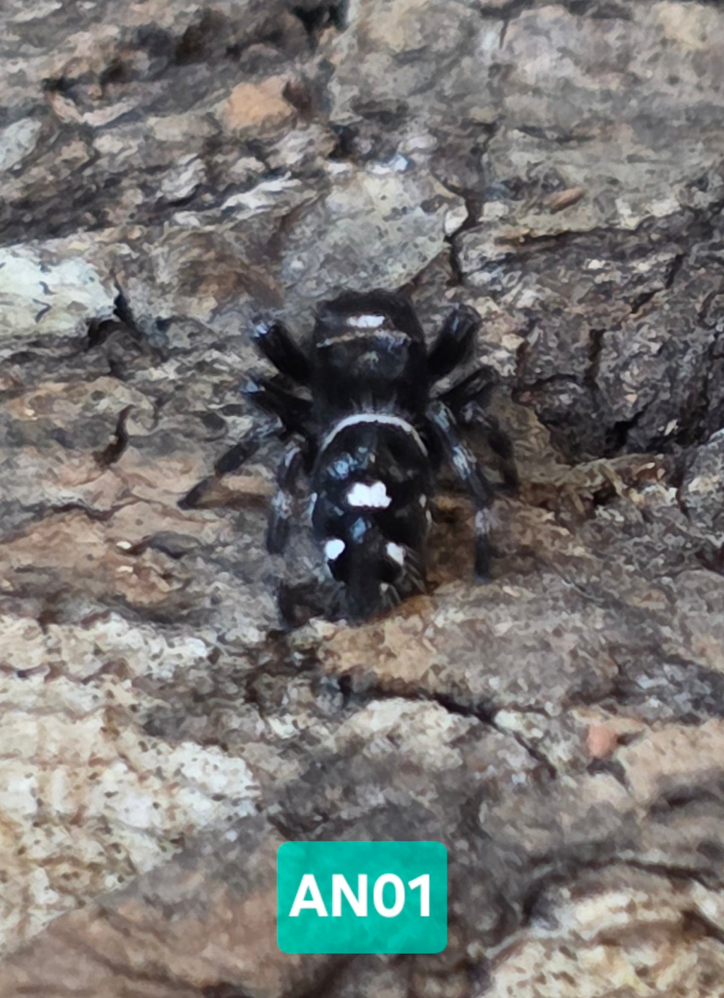 Jumping Spider Baby Drop