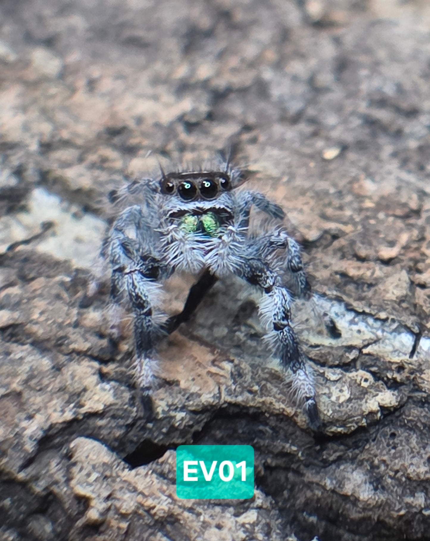 Jumping Spider Baby Drop