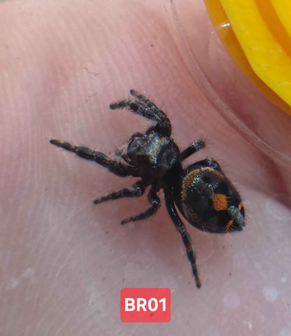 Phidippus Audax "Bryantae" Jumping Spider | UK Captive Bred
