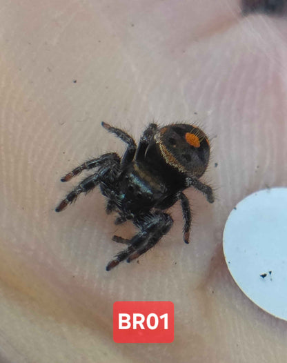 Phidippus Audax "Bryantae" Jumping Spider | UK Captive Bred