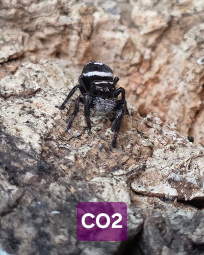 Jumping Spider Baby Drop