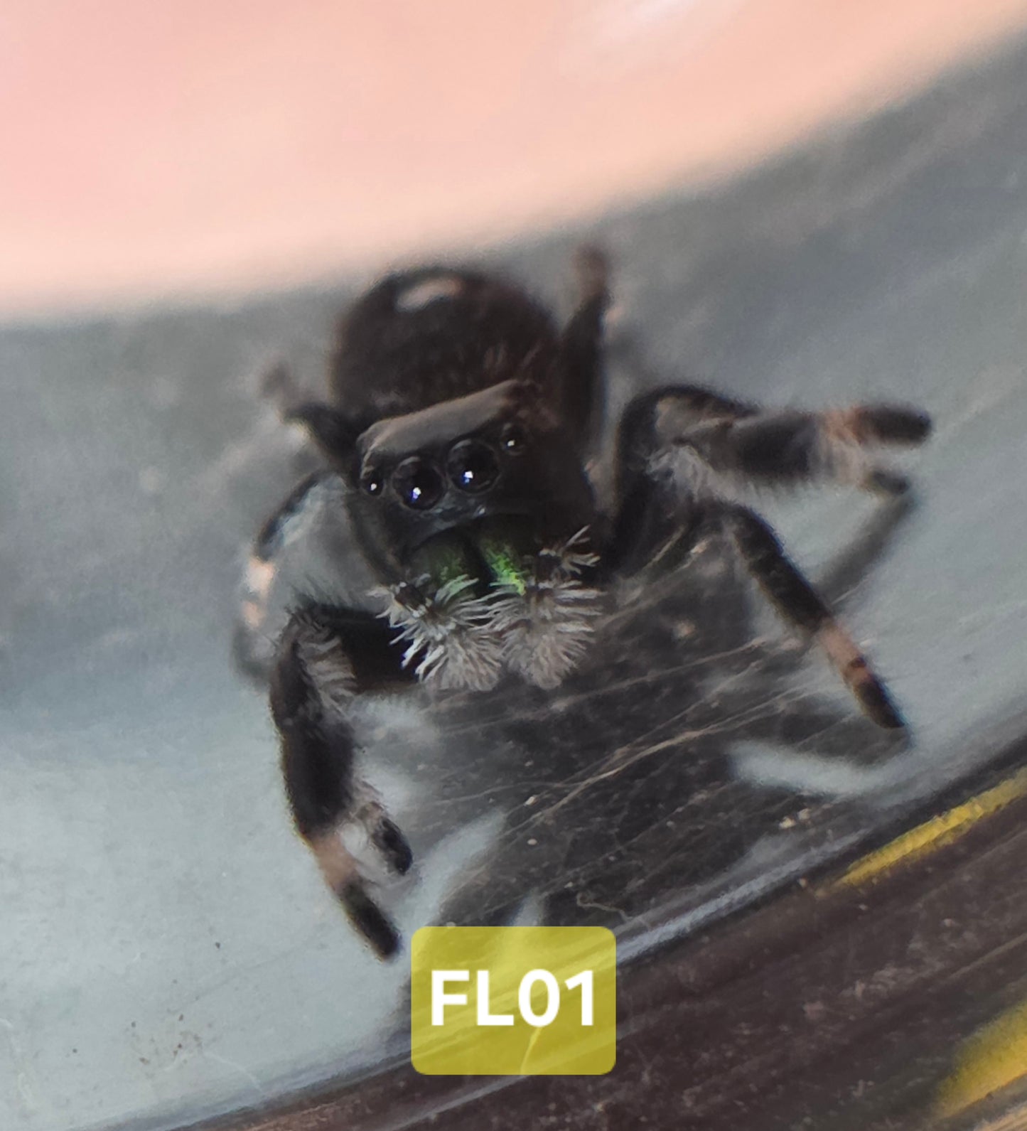 Jumping Spider Baby Drop