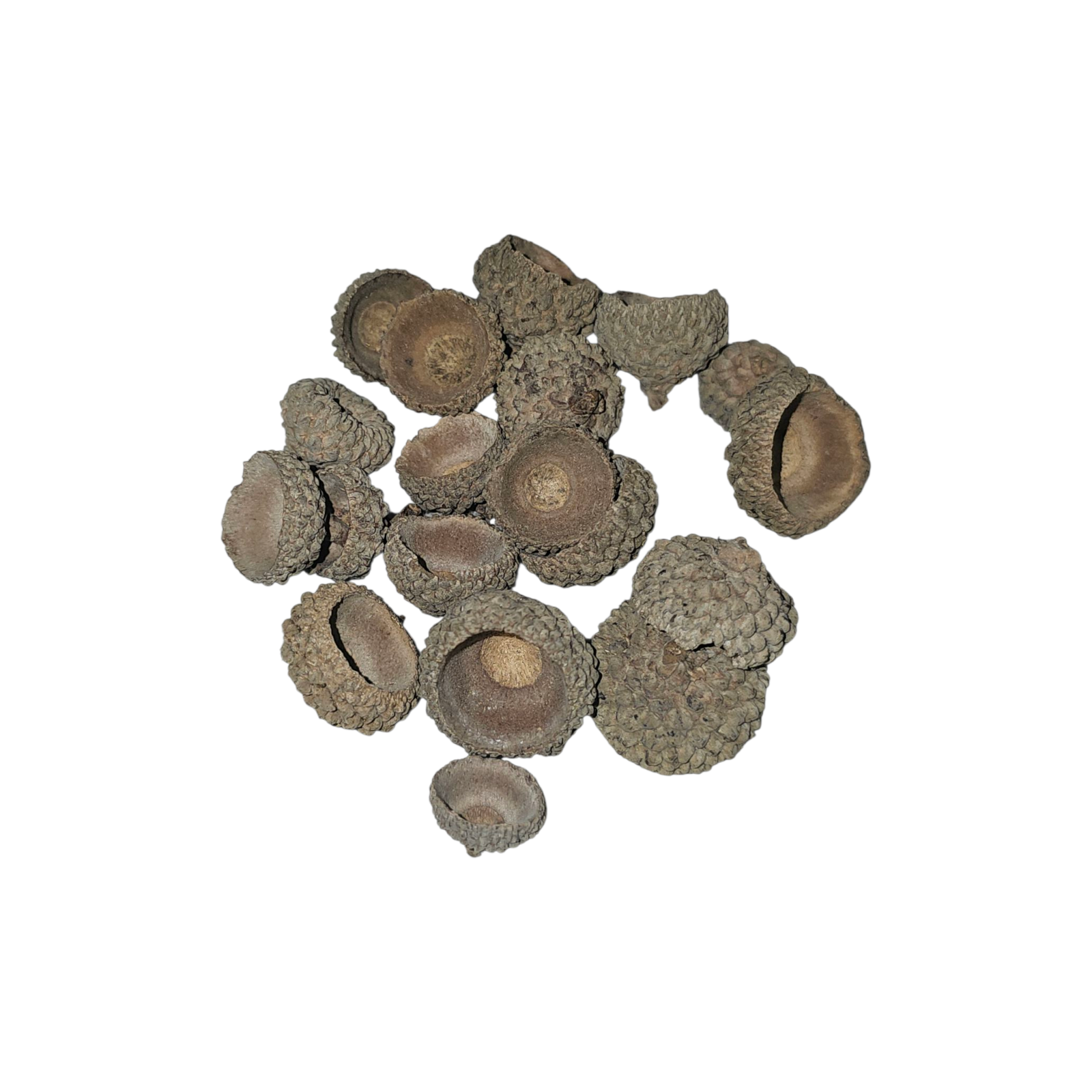 Oak Caps - Bugs & Beyond