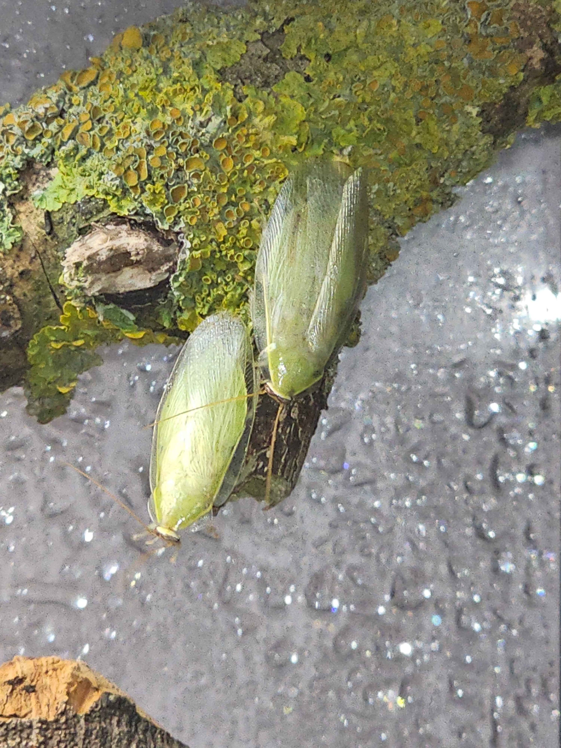 Green Banana Cockroach (Panchlora nivea)