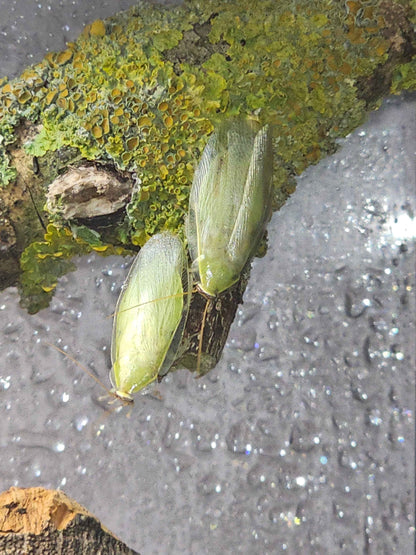 Green Banana Cockroach (Panchlora nivea)