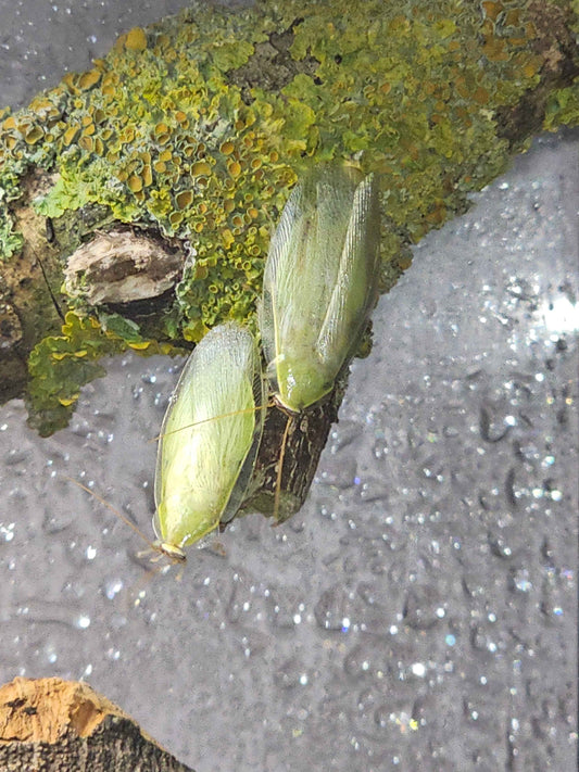 Green Banana Cockroach (Panchlora nivea)
