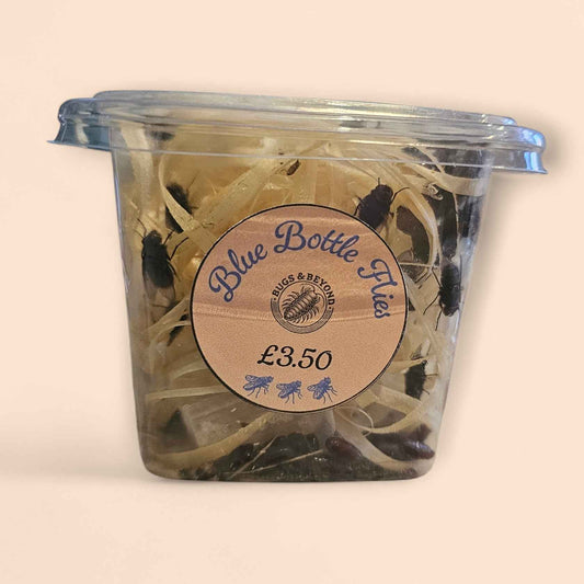 Blue Bottle Live Flies