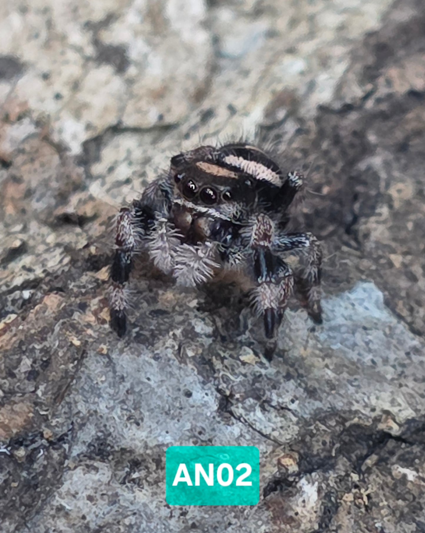 Jumping Spider Baby Drop