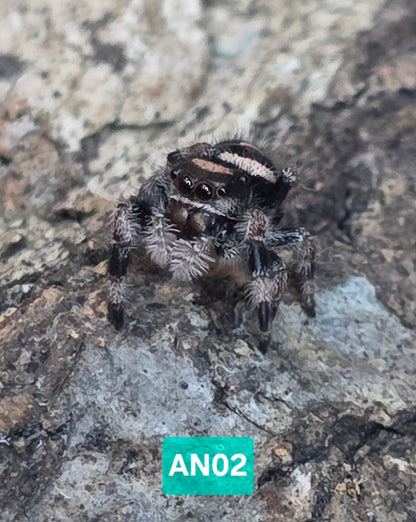 Jumping Spider Baby Drop