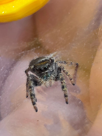 Phidippus Audax "Bryantae" Jumping Spider | UK Captive Bred