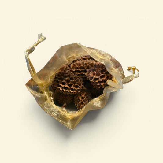 Casuarina Pods