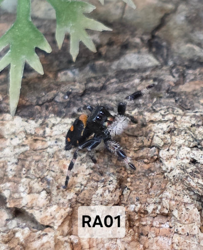 Jumping Spider Baby Drop