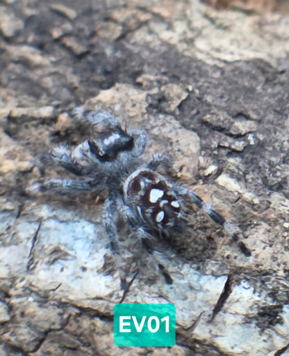 Jumping Spider Baby Drop