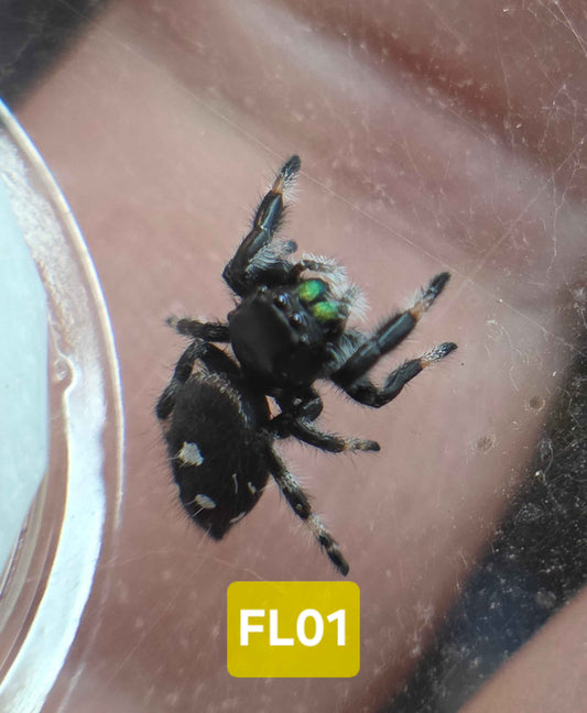 Jumping Spider Baby Drop