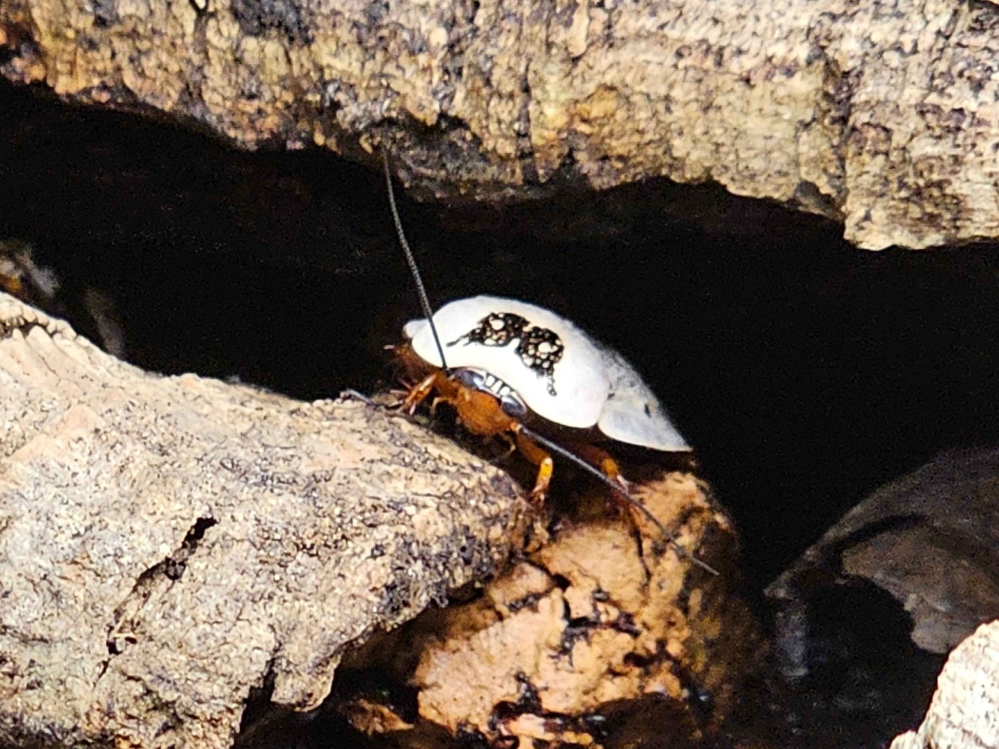 Ghost Porcelain Cockroach, (Gyna Caffrorum)