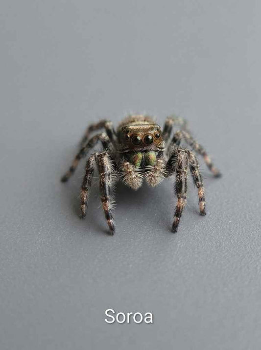 Phiddipus Regius "Soroa" - Jumping Spider